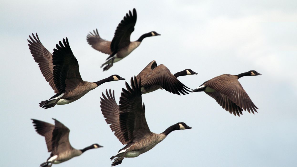gray-and-black mallard ducks flying during day time
